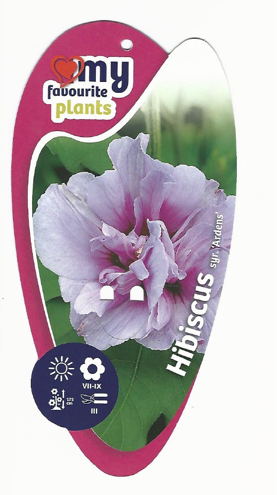 Hibiscus syriacus ardens 0001.jpg